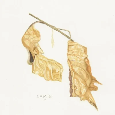 Hornbeam Leaves