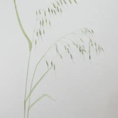 Wild Oat Grass