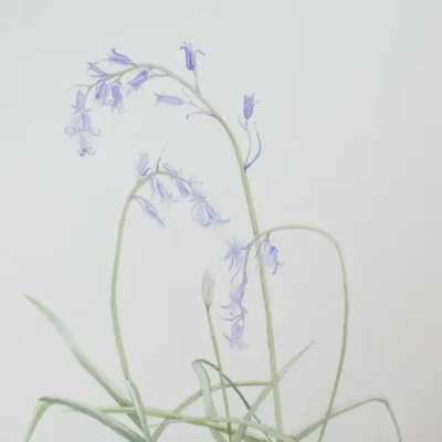 Bluebells