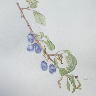 Damsons_Watercolour