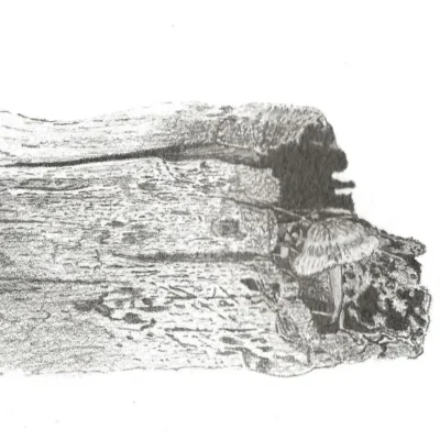 Log & Fungi