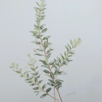 Myrtle Sprigs
